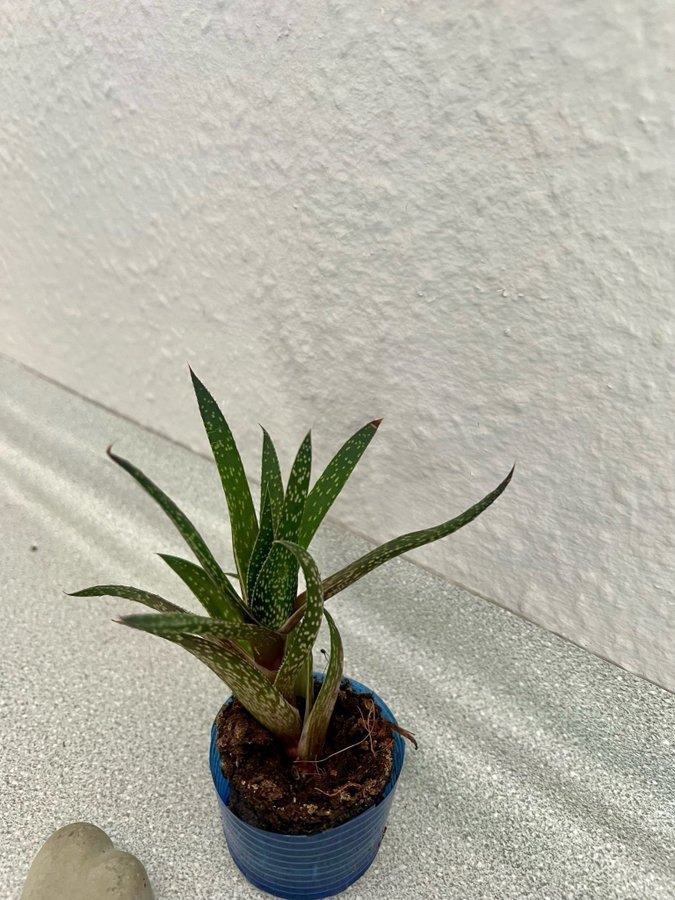 Gasteria 'Beguinii' Höjd ca 12 cm