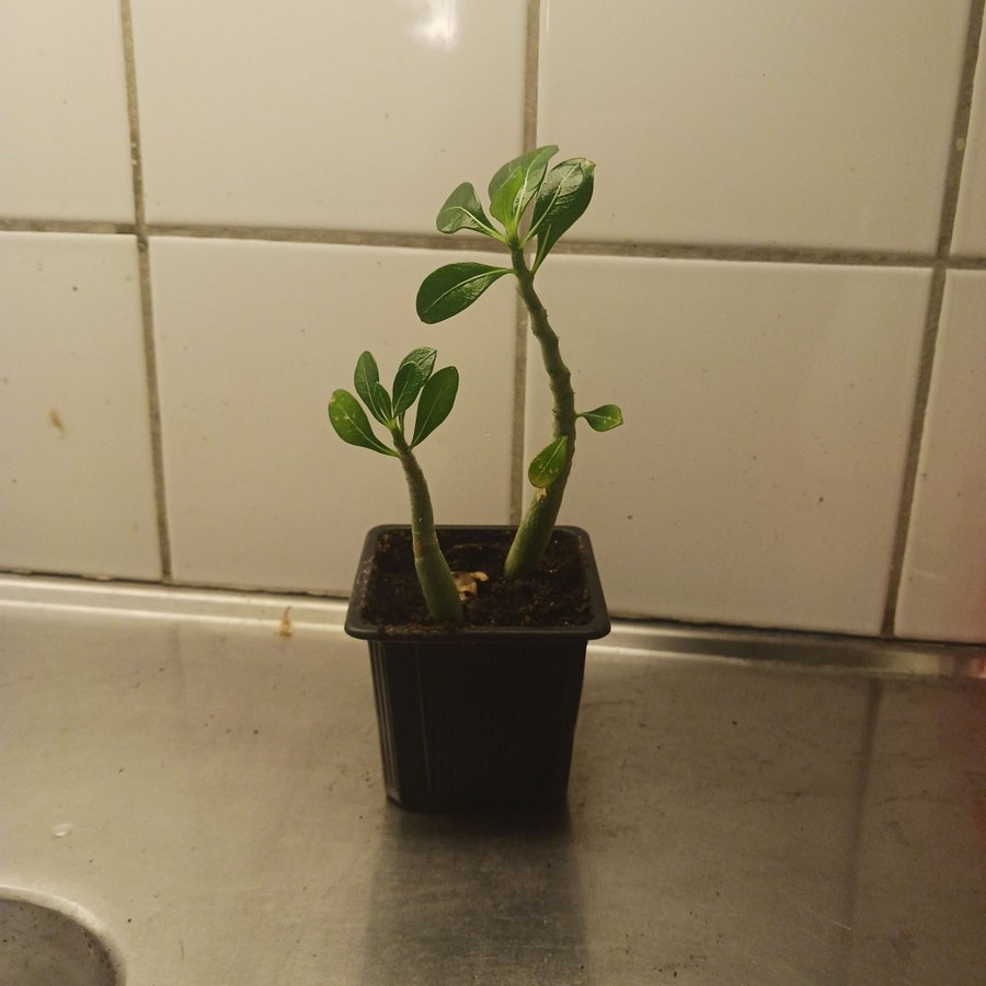 Adenium sp Ökenros 2 stycken