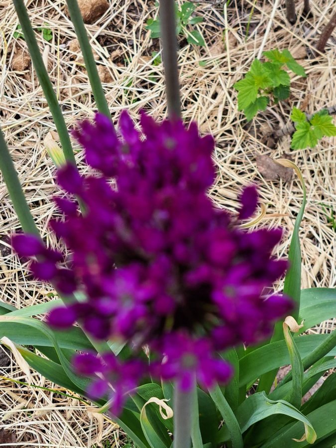 Allium aflatunense