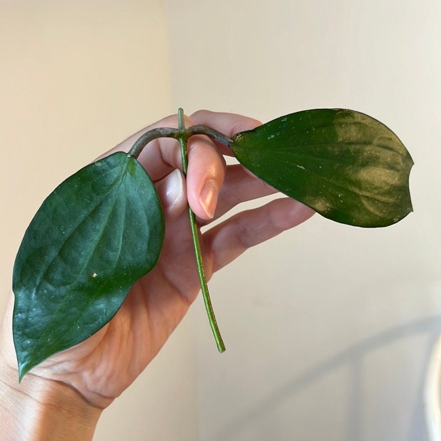 Hoya Purpureofusca stickling växt