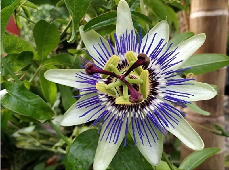 Passionsblomma, Passiflora caerulea 10 frön