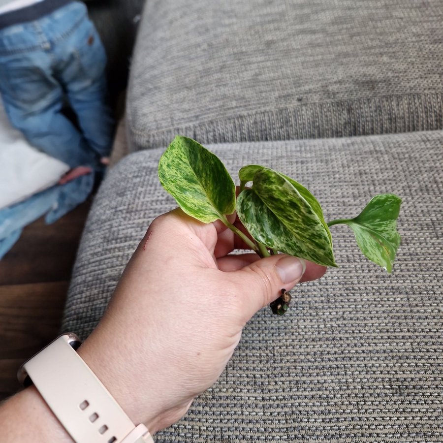 Epipremnum aureum ’Marble Queen