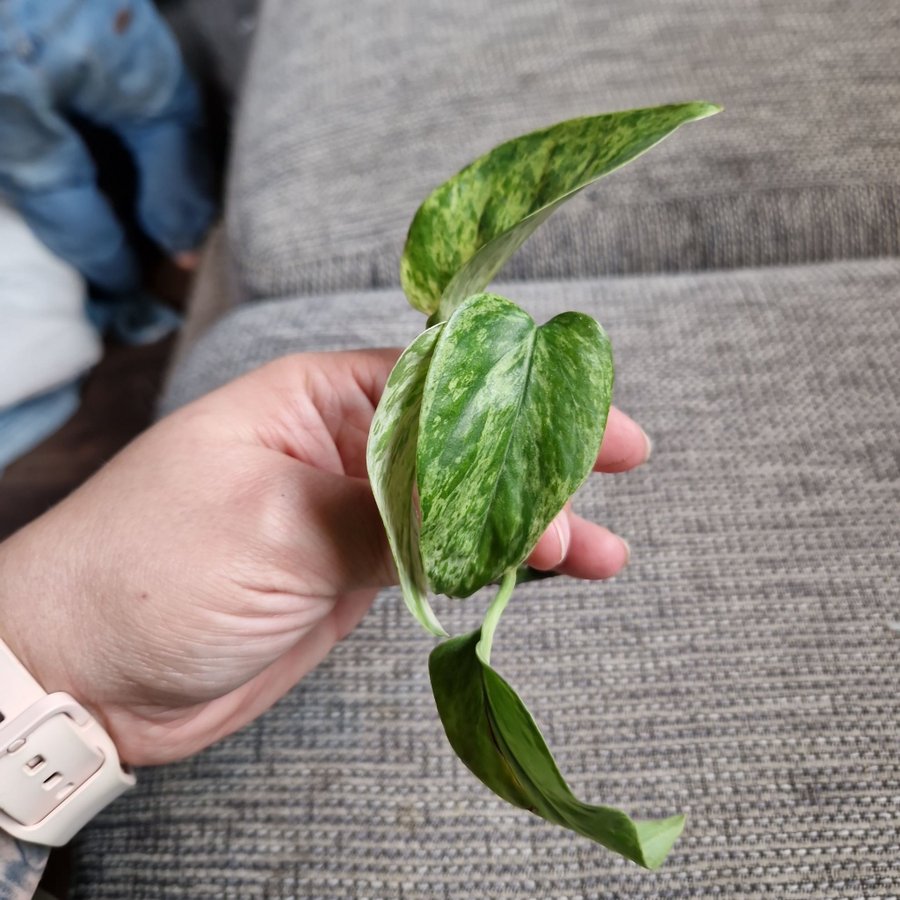 Epipremnum aureum ’Marble Queen