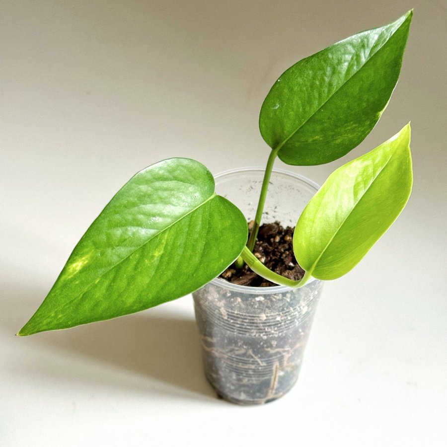 Epipremnum " AUREUM " Liten planta (Gullranka Pothos liknar monstera)