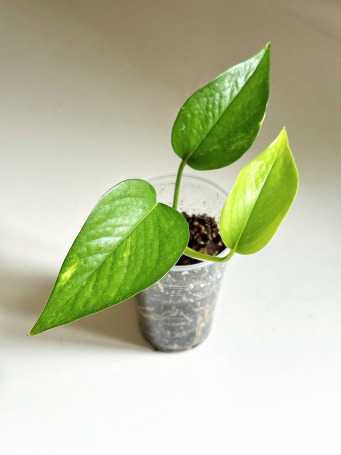 Epipremnum " AUREUM " Liten planta (Gullranka Pothos liknar monstera)