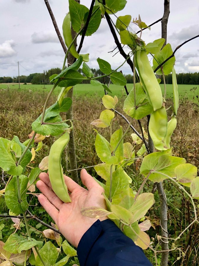 Gråsockerärt "Lokförare Bergfälts Jätteärt" – begränsad frötillgång i handeln.