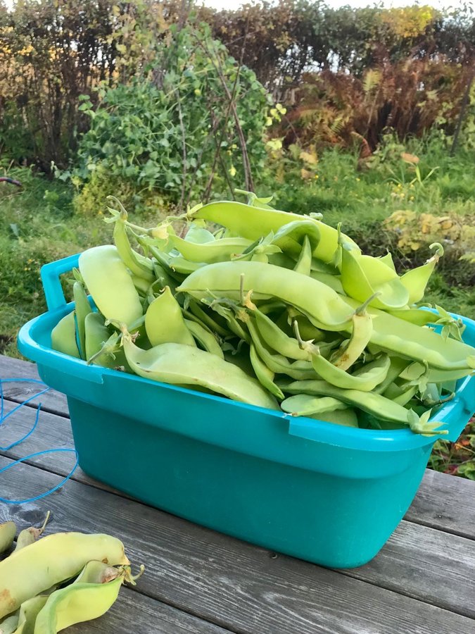 Gråsockerärt "Lokförare Bergfälts Jätteärt" – begränsad frötillgång i handeln.