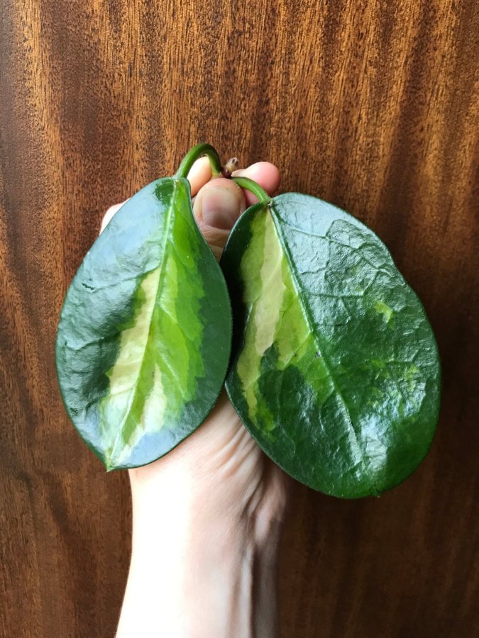 HOYA Australis LISA - variegerad - stickling - Tricolor -