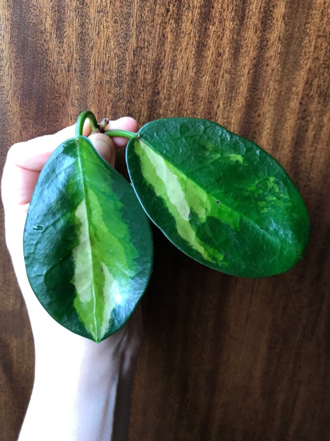 HOYA Australis LISA - variegerad - stickling - Tricolor -