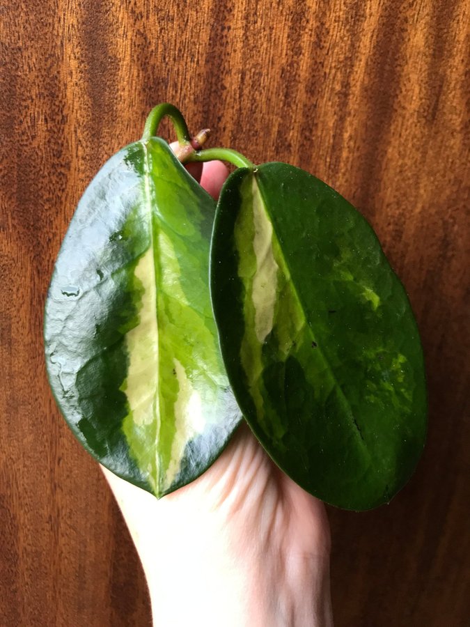 HOYA Australis LISA - variegerad - stickling - Tricolor -