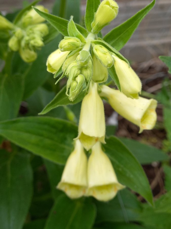 Gul fingerborgsblomma - minst 30 frön