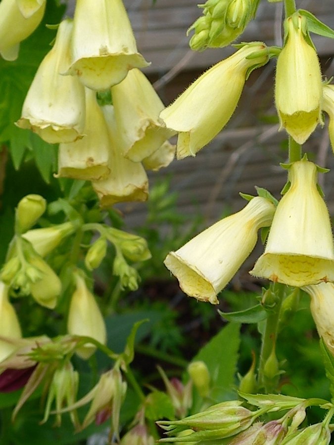 Gul fingerborgsblomma - minst 30 frön