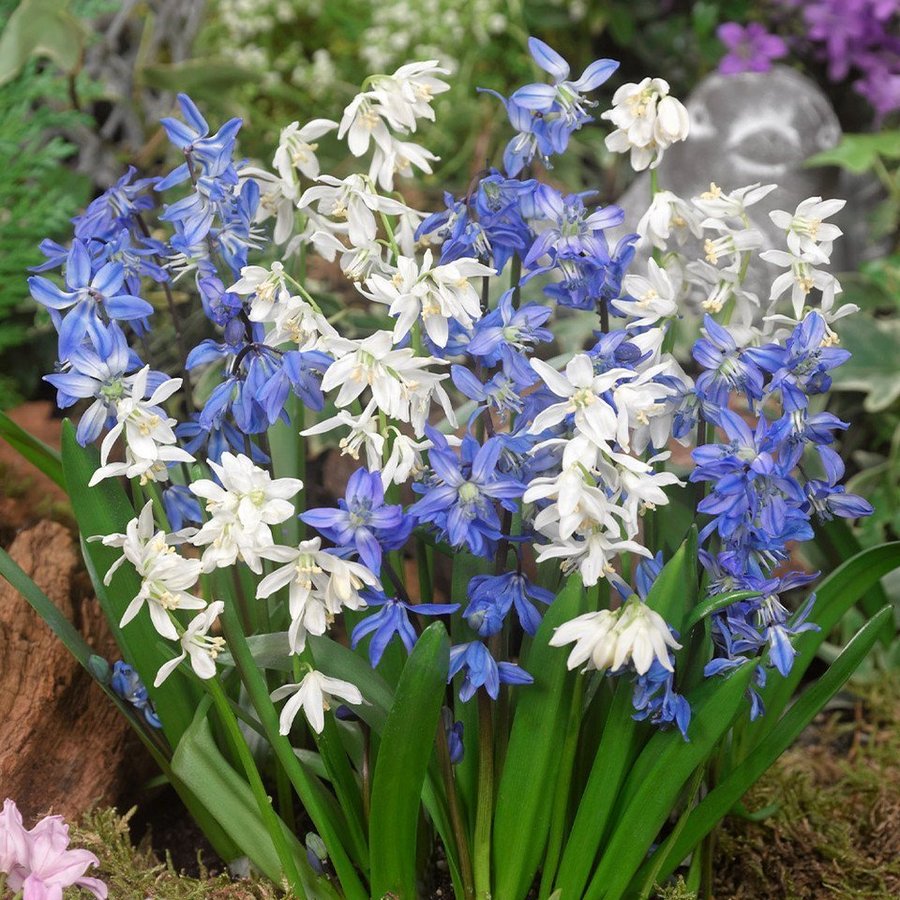 Scilla Siberica 'Mischung'5 lökar