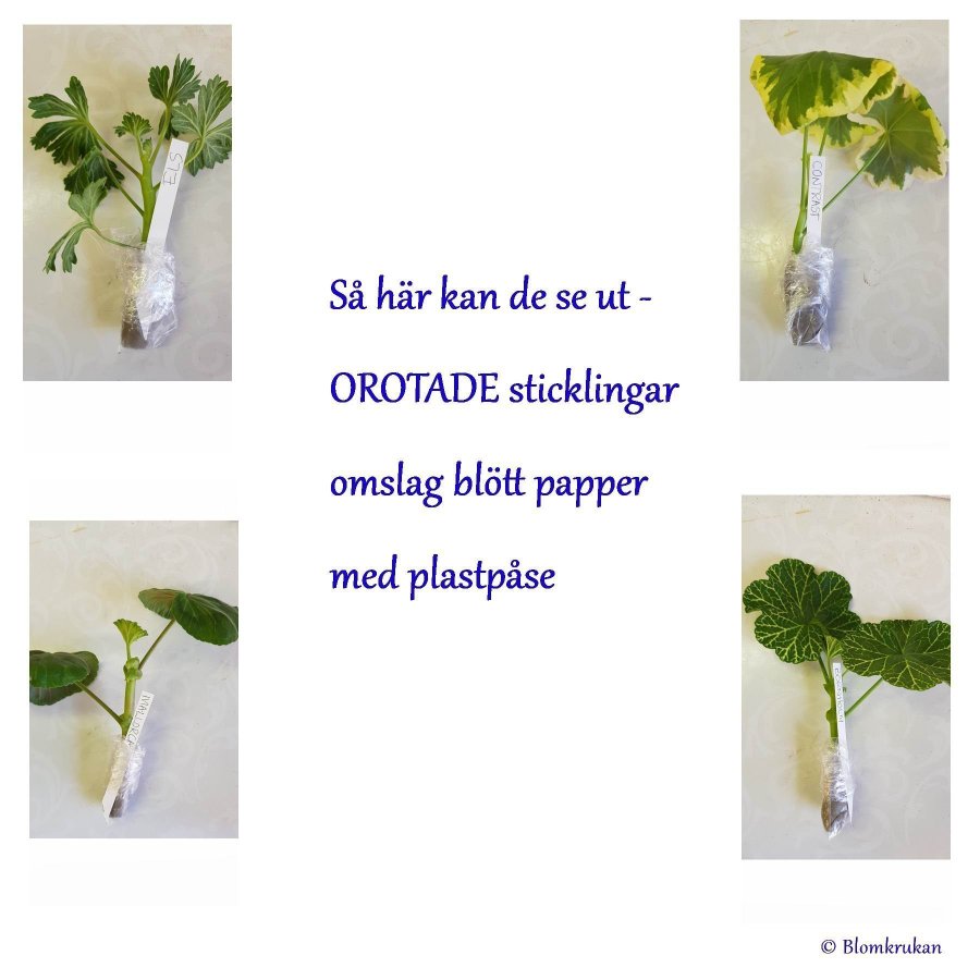 Chocolate Peppermint doft pelargon - Orotad stickling