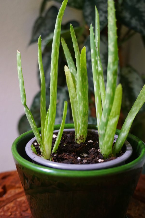 3 st jordrotade sticklingar av Aloe Vera Aloe barbadensis