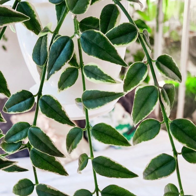 Hoya Bella Albomarginata - stickling