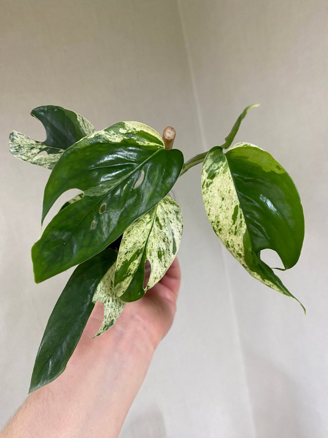 Epipremnum pinnatum Marble variegata