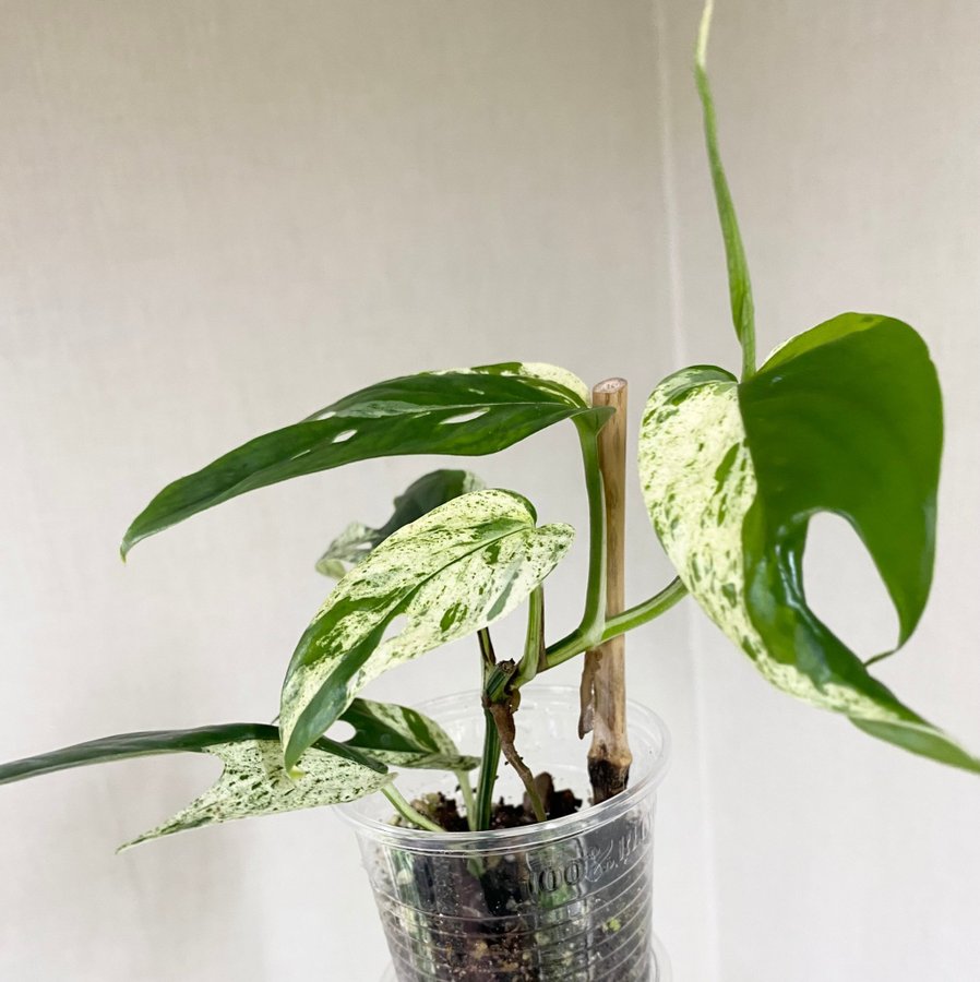 Epipremnum pinnatum Marble variegata