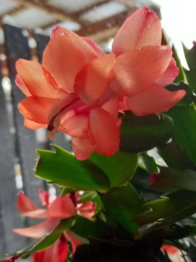 Novemberkaktus.Schlumbergera ''Danica Orange' ,hybrid,stickling