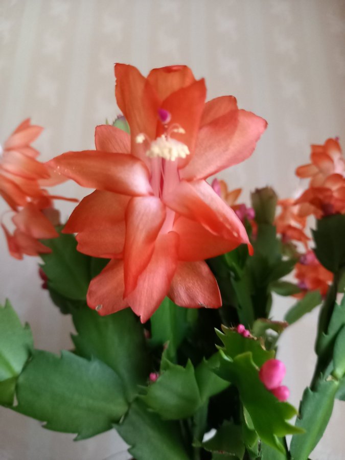 Novemberkaktus.Schlumbergera ''Danica Orange' ,hybrid,stickling