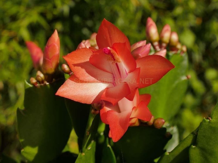 Novemberkaktus.Schlumbergera ''Danica Orange' ,hybrid,stickling