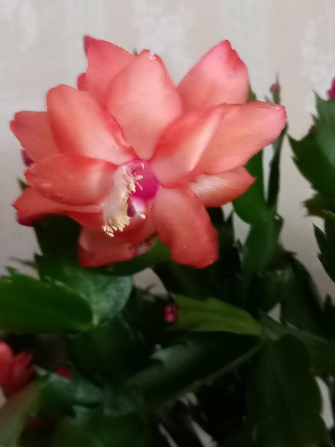 Novemberkaktus.Schlumbergera ''Danica Orange' ,hybrid,stickling