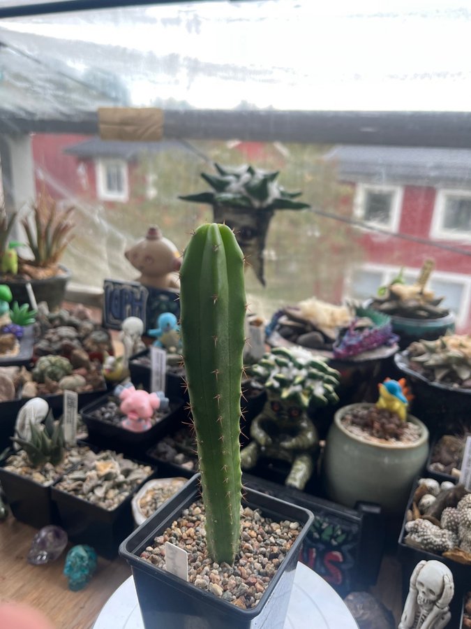 Trichocereus. bridgesii /bolivian torch