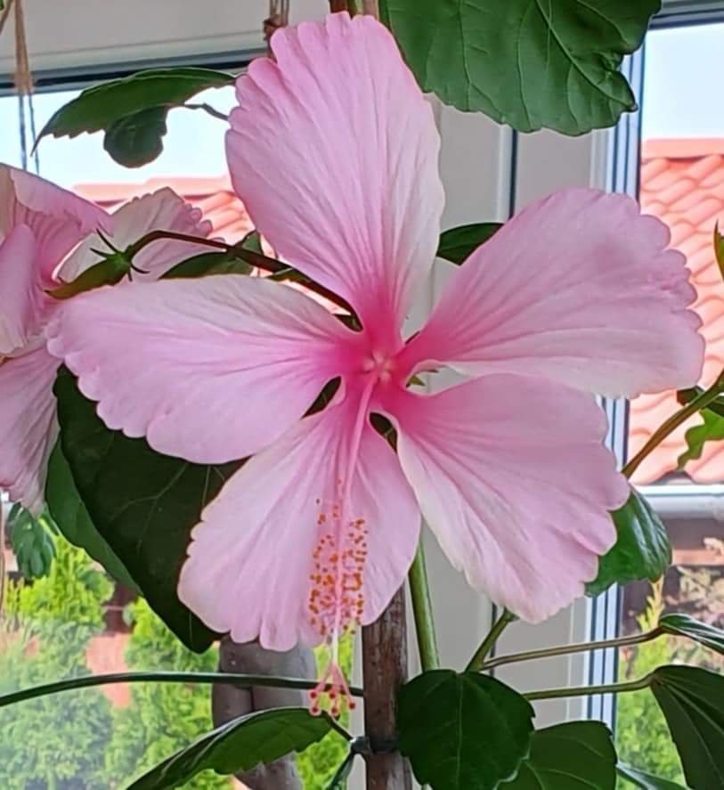 Hibiskus, hibiscus Dainty pink