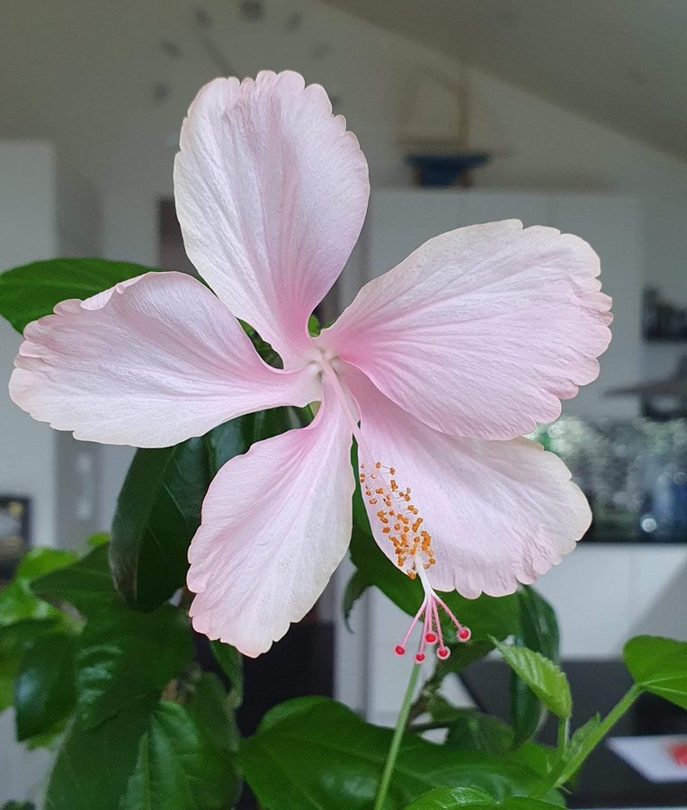 Hibiskus, hibiscus Dainty pink