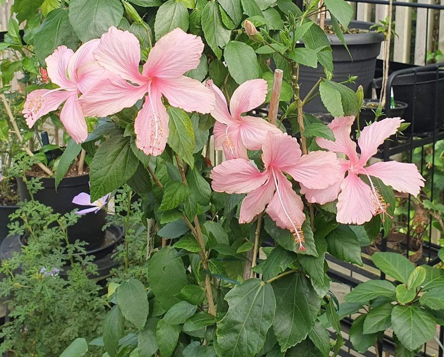 Hibiskus, hibiscus Dainty pink