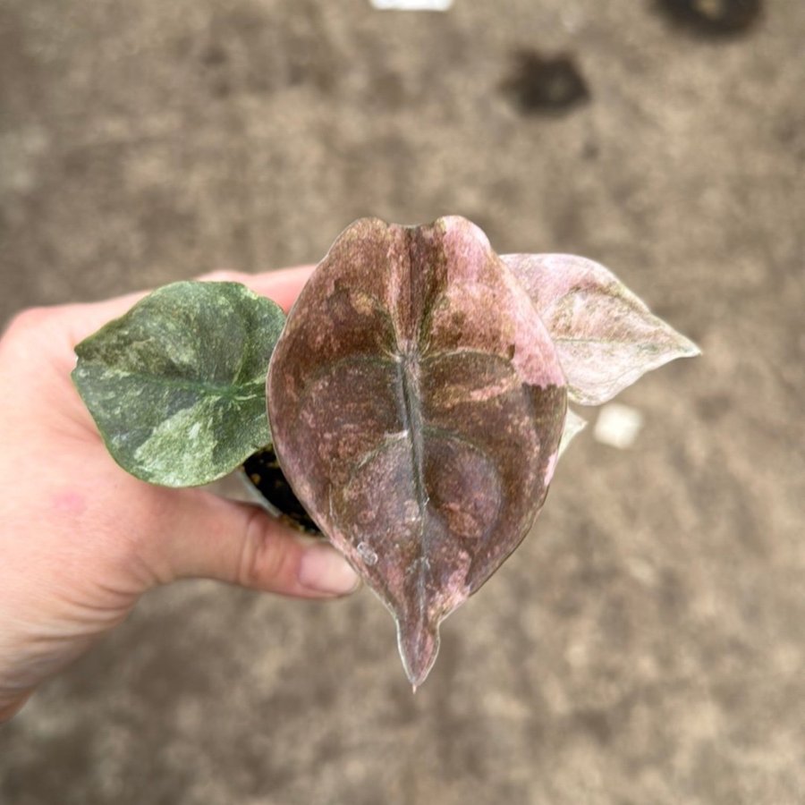 Alocasia Cupera Pink Variegata