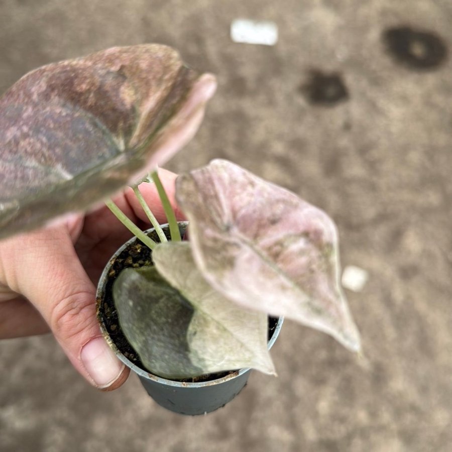 Alocasia Cupera Pink Variegata