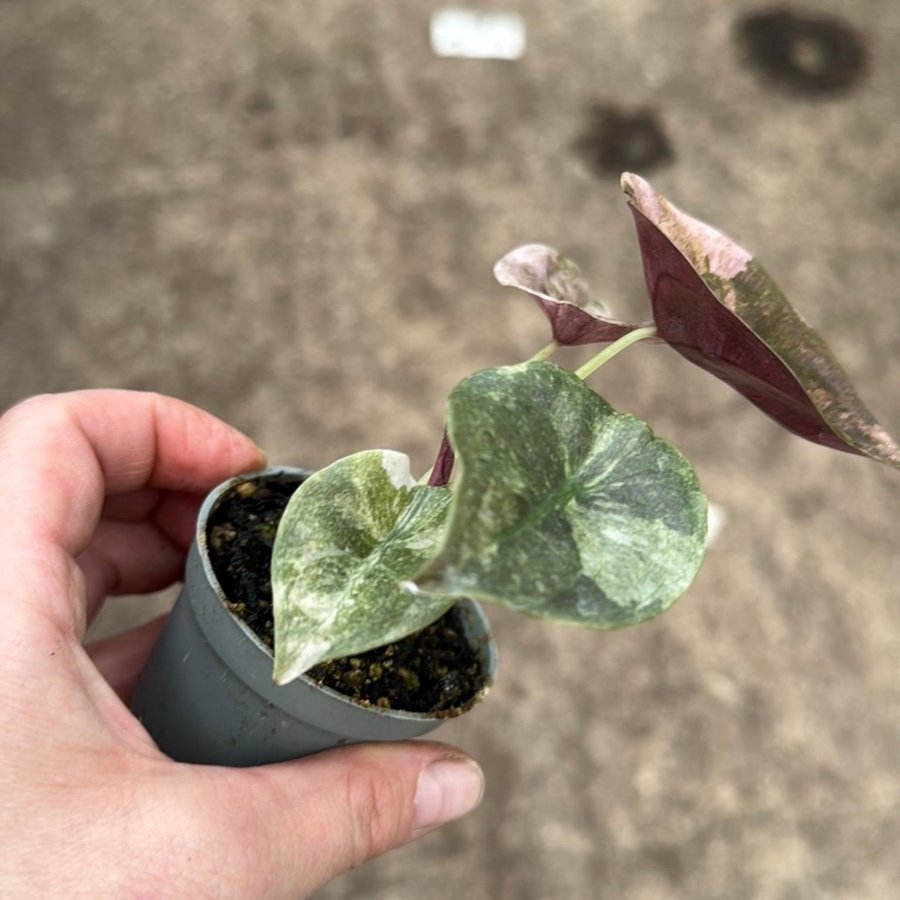 Alocasia Cupera Pink Variegata