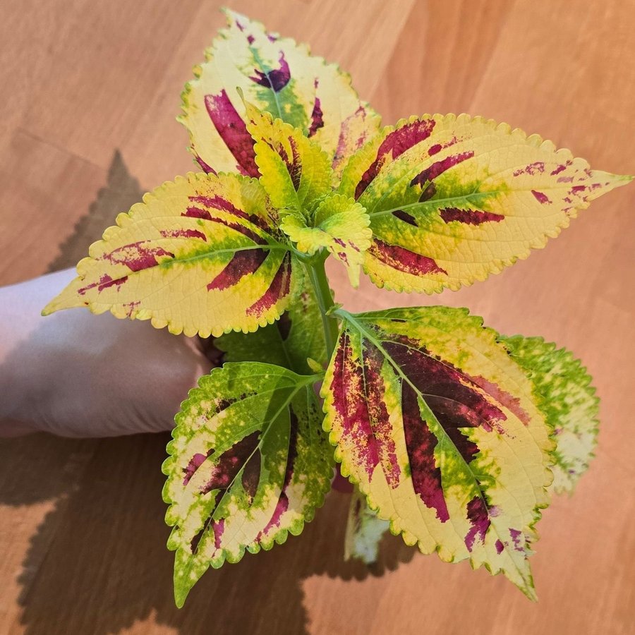 Palettblad Coleus - NN (fröis)