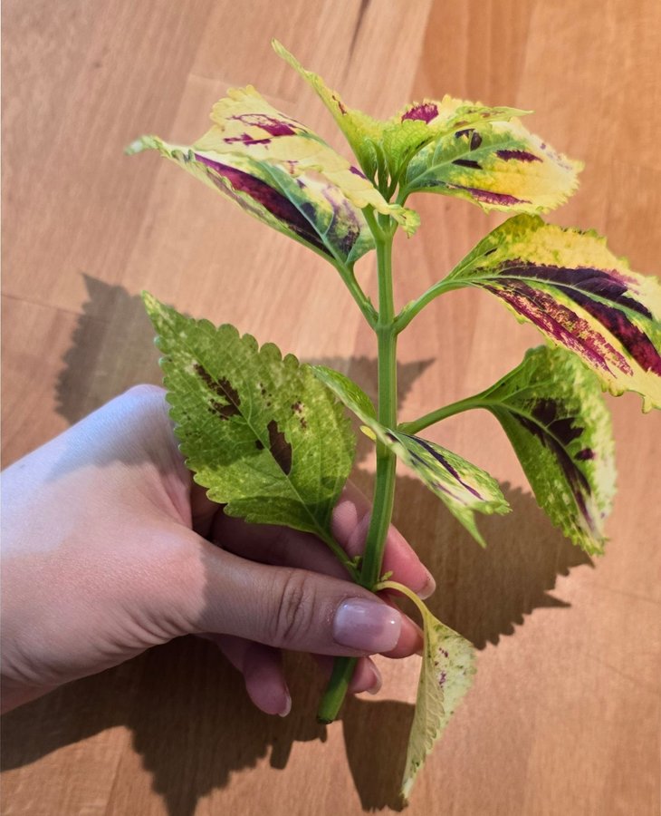 Palettblad Coleus - NN (fröis)