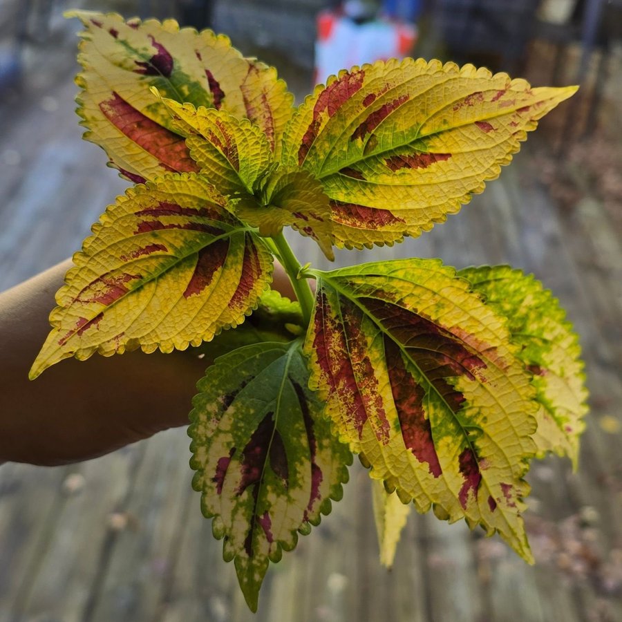 Palettblad Coleus - NN (fröis)