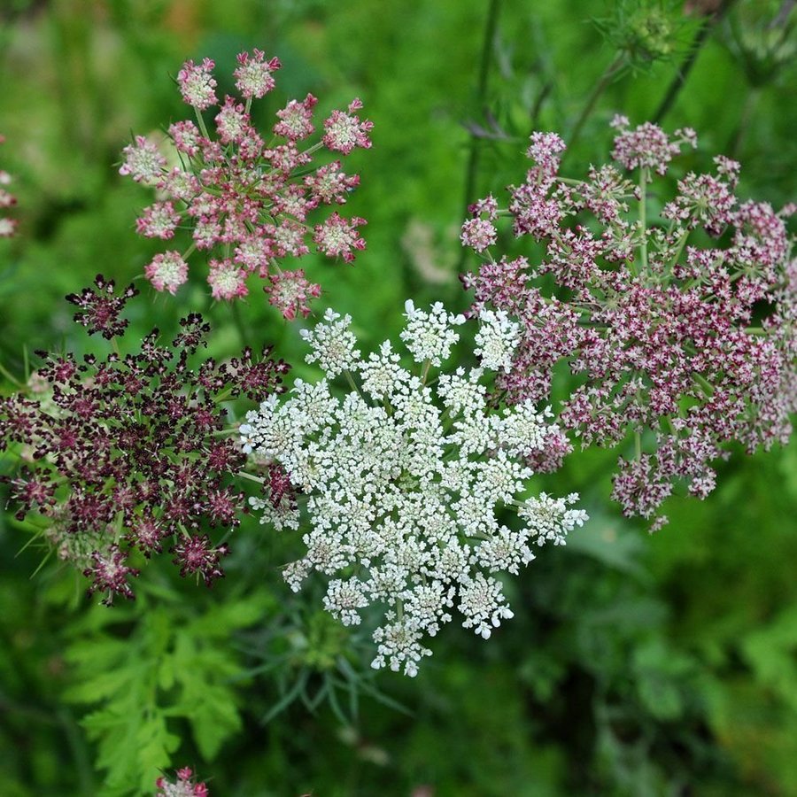 Frön Blomstermorot, Daucus carota,ca 30 frön!