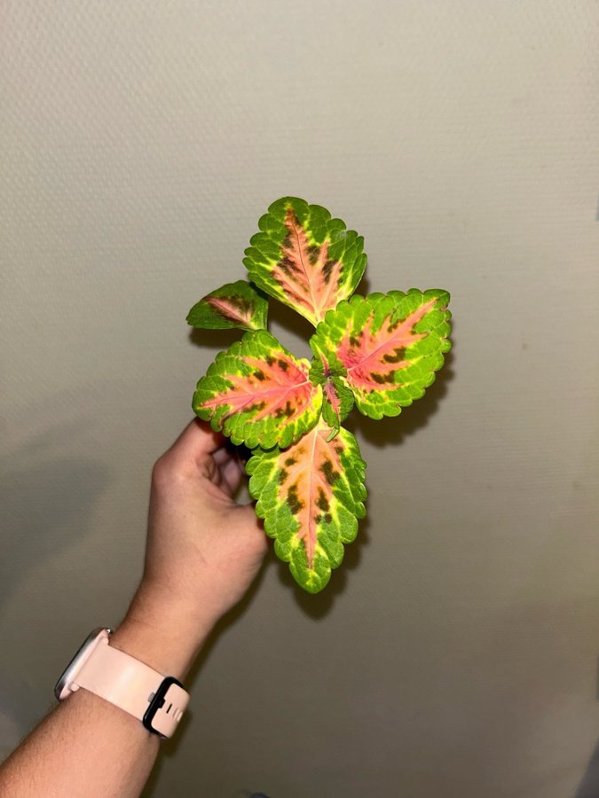 Coleus palettblad Wizard Coral Sunrise stickling #28