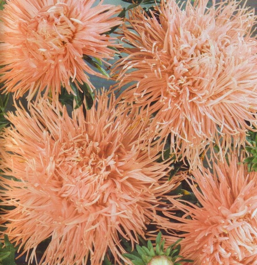 Aster/ Nålbladsaster Salmon, ettårig, h 50-70 cm, blommar till frost, 50 frön