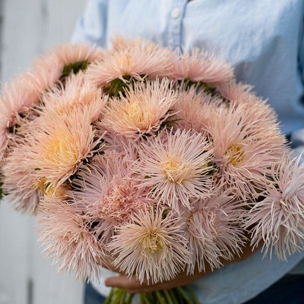 Aster/ Nålbladsaster Salmon, ettårig, h 50-70 cm, blommar till frost, 50 frön