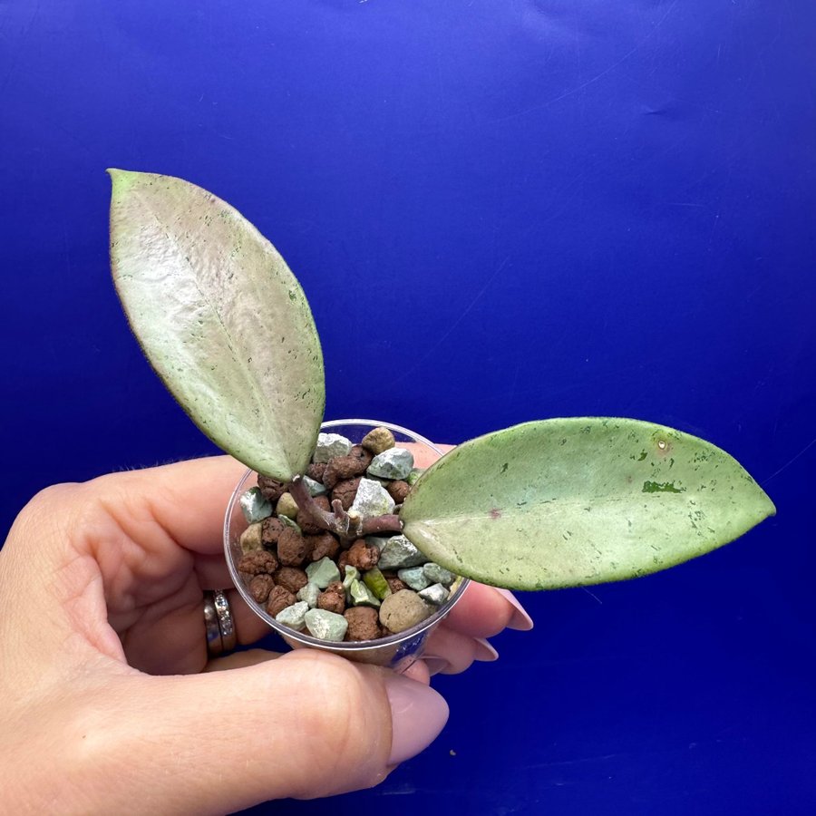 Hoya Snow Cui ’Silver’ - rotad stickling