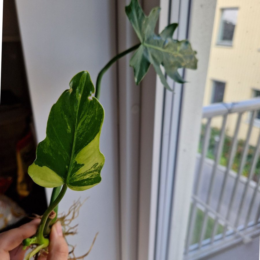 Philodendron radiatum variegata