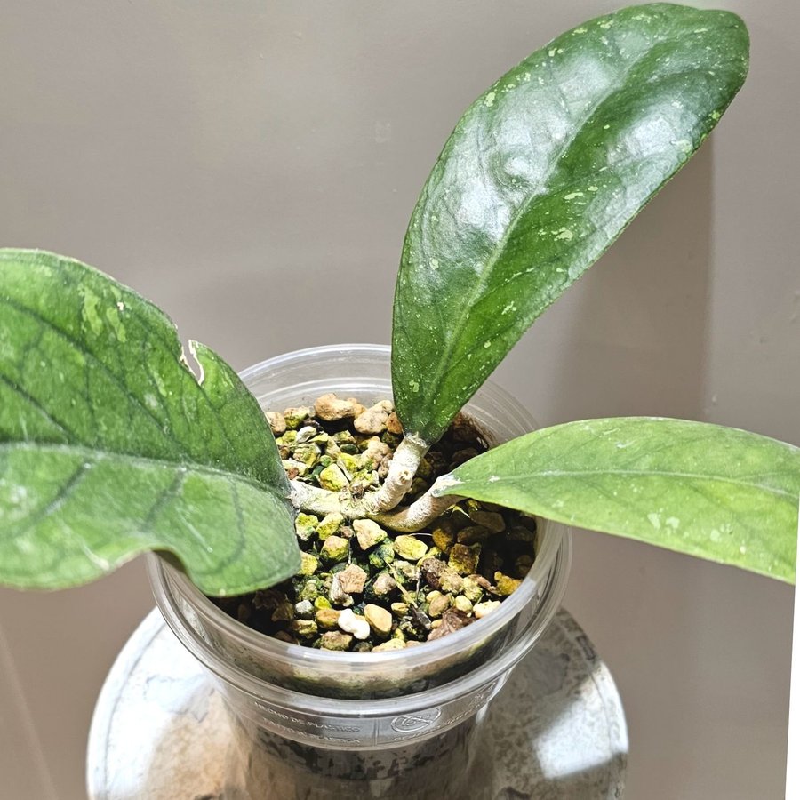 Hoya sp Aceh