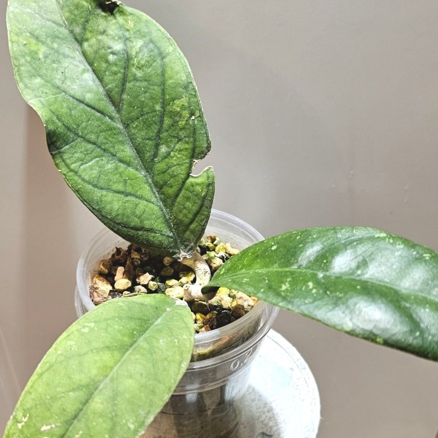 Hoya sp Aceh