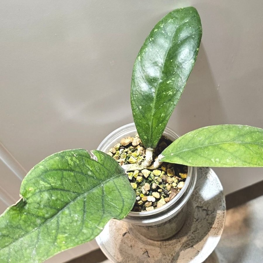 Hoya sp Aceh