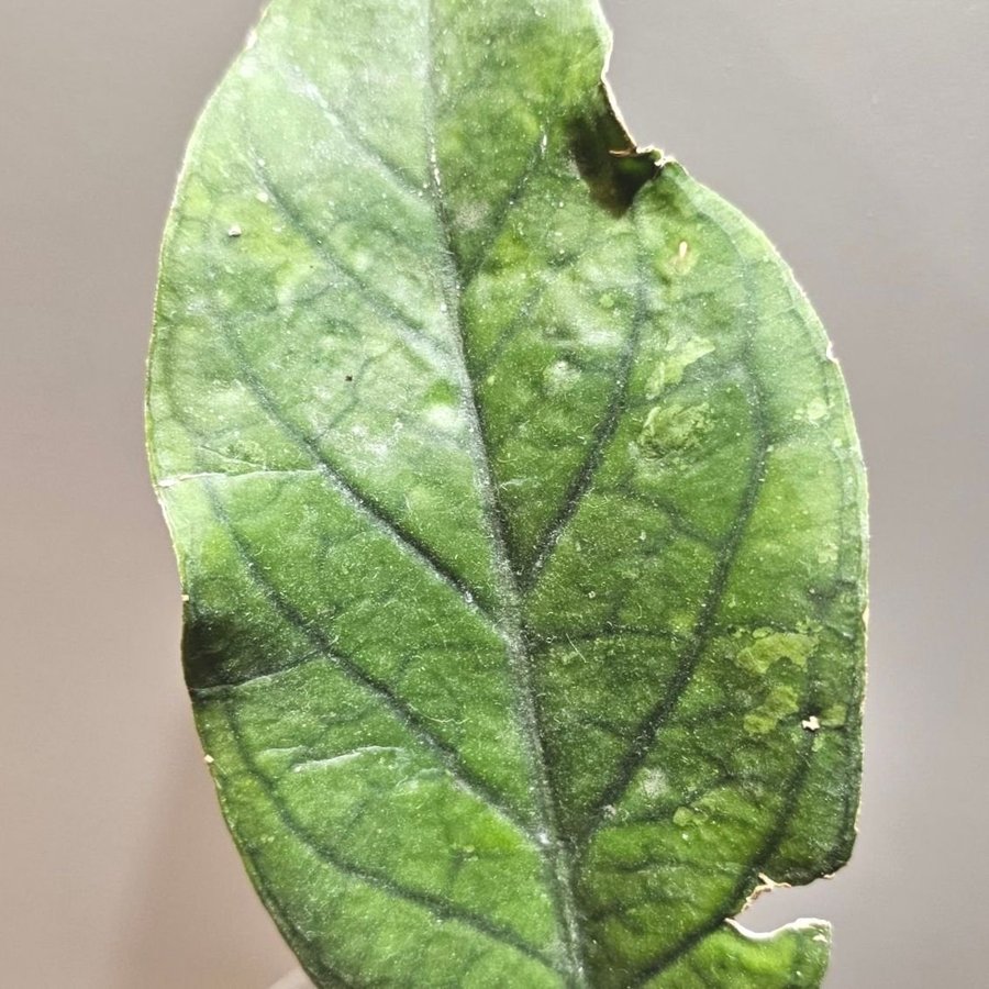 Hoya sp Aceh