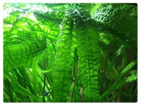 Akvarieväxter Cryptocoryne aponogetifoli