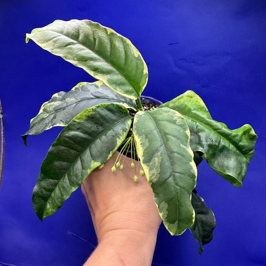 Hoya multiflora ’albomarginata’ - rotad stickling