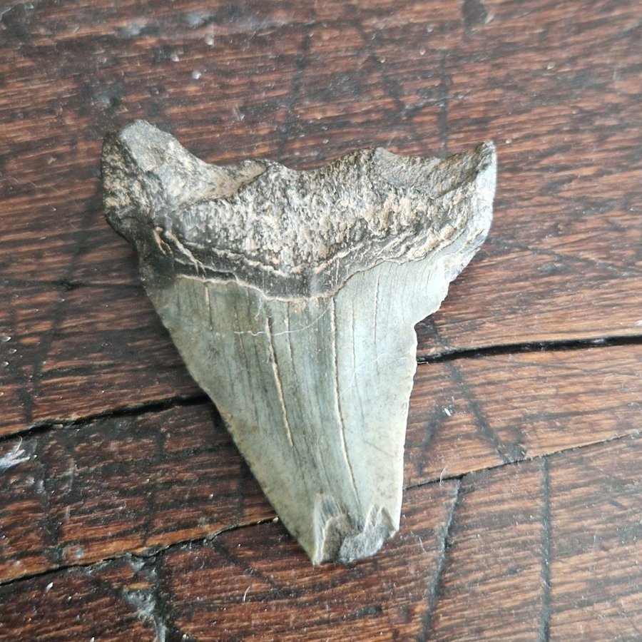 Megalodon tand