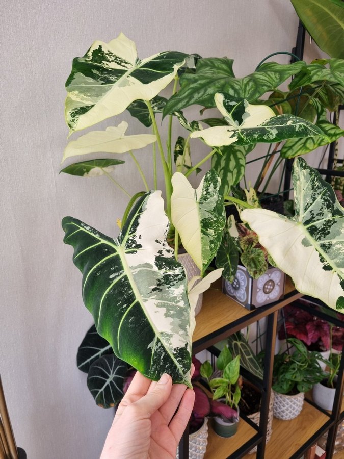 Alocasia frydek Variegata stickling